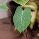 Wonderful Xanthosoma sagittifolium Frozen Planet Garden Plant