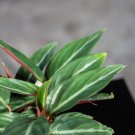 Wonderful Stromanthe sanguinea Garden Plant