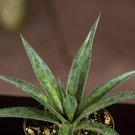 Wonderful Mangave Pineapple Express Garden Plant