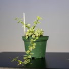Wonderful Dischidia ruscifolia Variegata Million Hearts Garden Plant