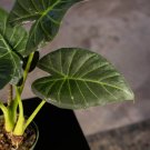 Wonderful Alocasia Regal Shields Garden Plant