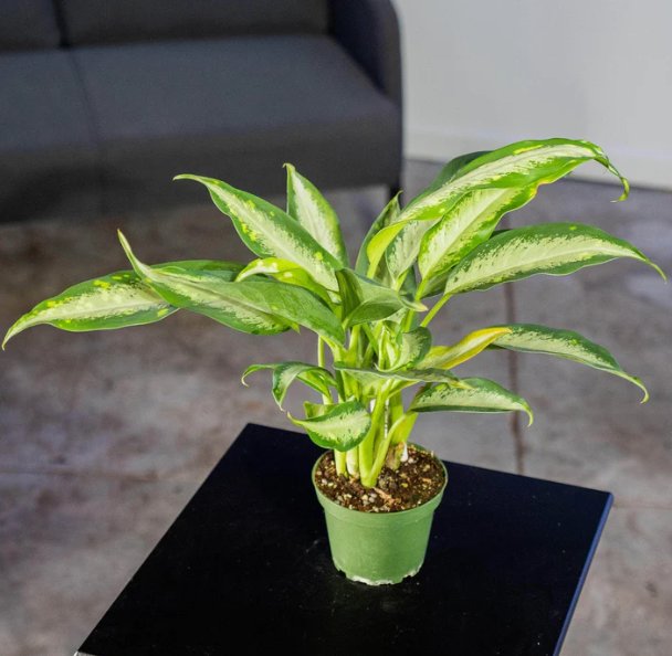 Wonderful Dieffenbachia Panther Garden Plant