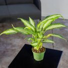 Wonderful Dieffenbachia Panther Garden Plant
