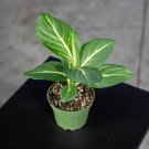 Wonderful Dieffenbachia Sterling Garden Plant