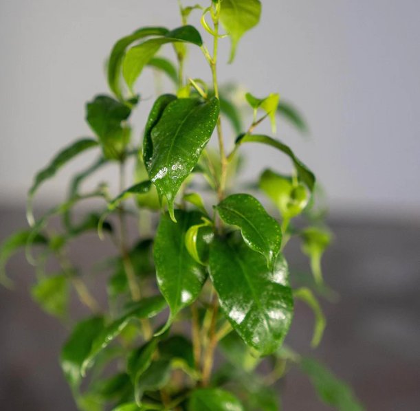 Wonderful Ficus benjamina'TooLittle Garden Plant