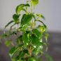 Wonderful Ficus benjamina'TooLittle Garden Plant