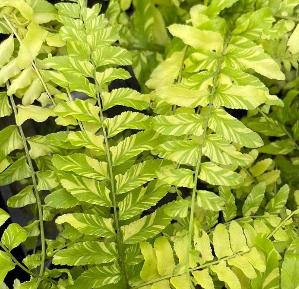 Wonderful Fern Boston Nephrolepis exaltata Variegata Tiger Stripe Garden Plant