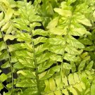 Wonderful Fern Boston Nephrolepis exaltata Variegata Tiger Stripe Garden Plant