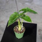 Wonderful Alocasia Mayan Mask Garden Plant