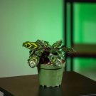 Wonderful Calathea makoyana Mini Mak Garden Plant