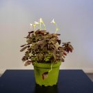 Wonderful Oxalis triangularis Ebony Allure Garden Plant