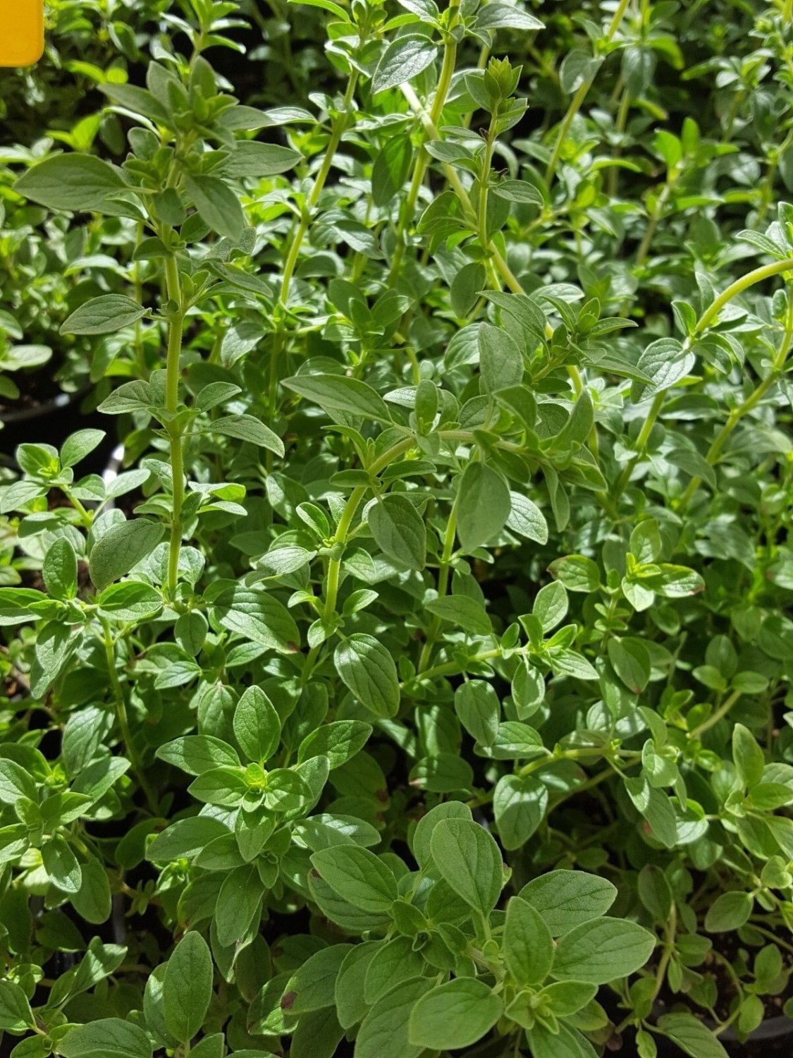 Super Seeds Origanum Vulgare Oregano 4000 Pcs