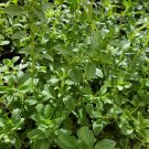 Super Seeds Origanum Vulgare Oregano 4000 Pcs