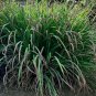 Super Seeds Cymbopogon Citratus Citronella Lemon Grass 200 Pcs