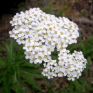Super Seeds Achillea Millefolium Milenrama Blanca 1600 Pcs