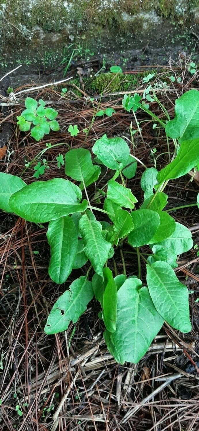 Super Seeds Rumex Acetosa Sorrel Wild 200 Pcs