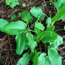 Super Seeds Rumex Acetosa Sorrel Wild 200 Pcs