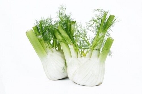 Super Seeds Foeniculum Vulgare Fennel Of Bulb 520 Pcs Fresh