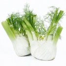 Super Seeds Foeniculum Vulgare Fennel Of Bulb 520 Pcs Fresh