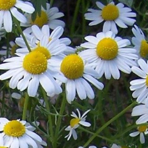 Super Seeds Chamomile Aromatic Medicinal Matricular Chamomile 3000 Pcs