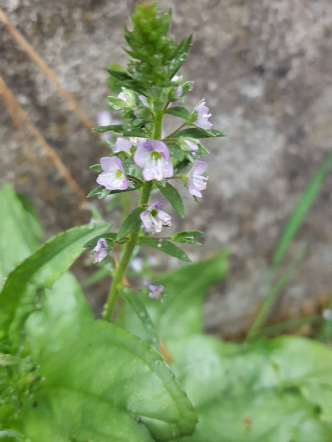 Super Seeds Triaca Medicinal Veronica Officinalis 200 Pcs Graines