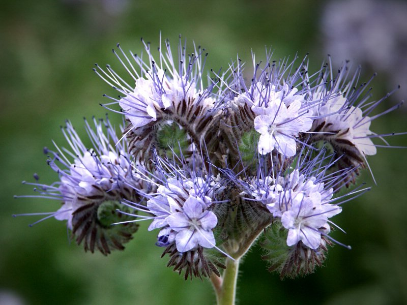 Super Seeds Facelia Phacelia Tanacetifolia 2000 Pcs