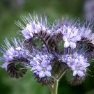 Super Seeds Facelia Phacelia Tanacetifolia 2000 Pcs