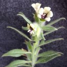 Super Seeds Hyoscyamus Albus Beleno Blanco 500 Pcs