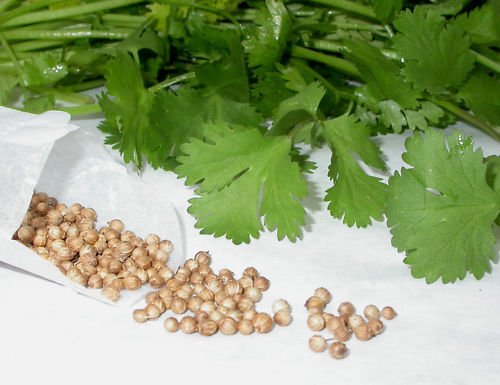 Super Seeds Perejil Arabe Cilantro Aromatica 600 Pcs