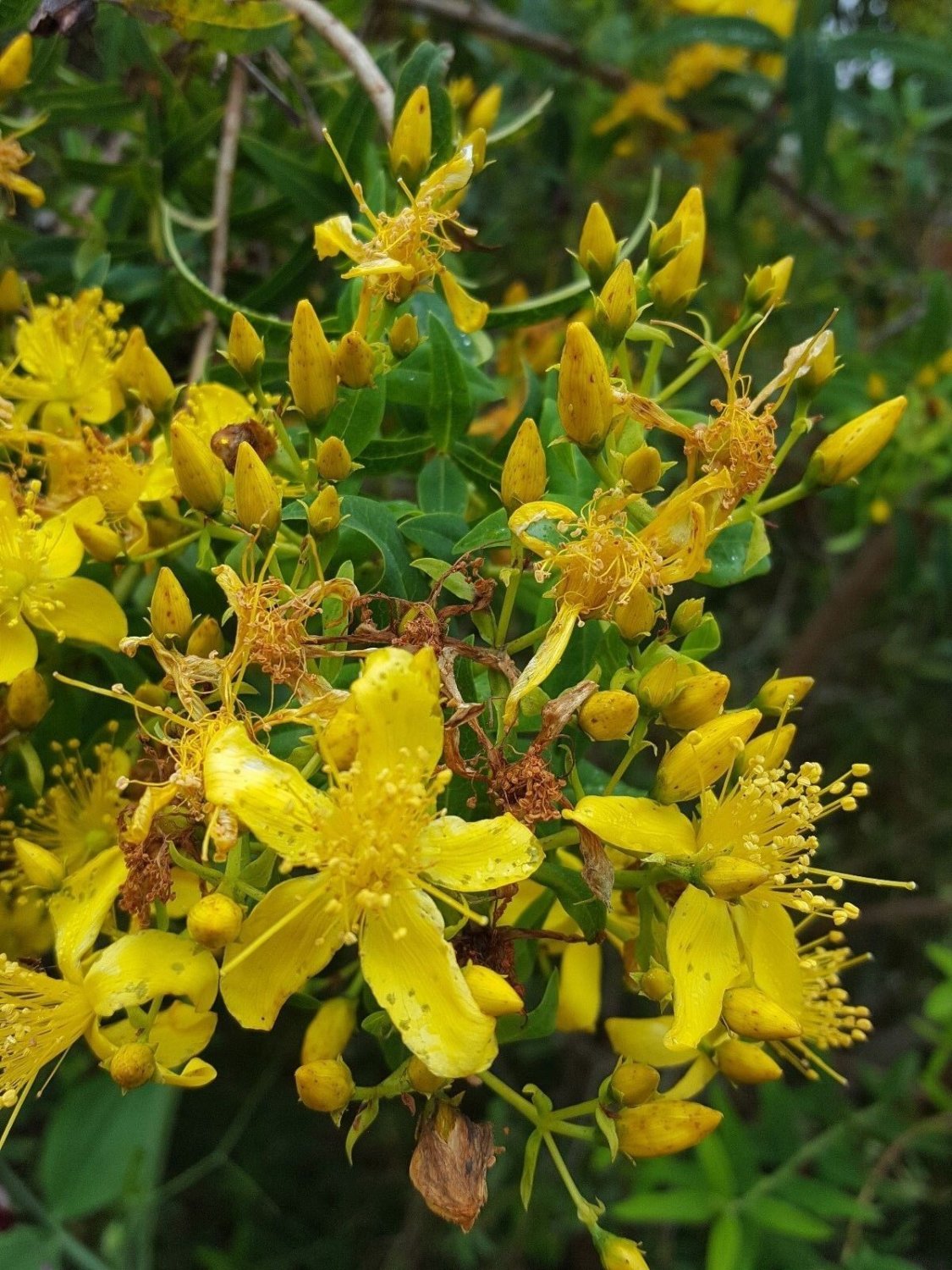 Super Seeds St. John's Wort Hypericum Perforatum Hyperico 500 Pcs