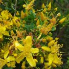 Super Seeds St. John's Wort Hypericum Perforatum Hyperico 500 Pcs