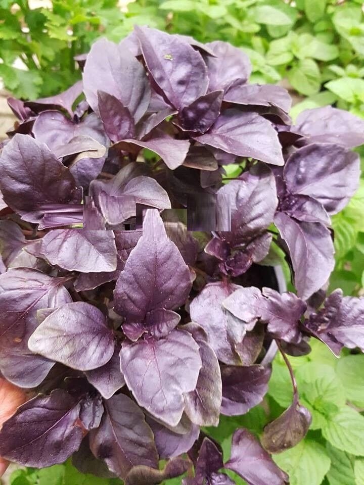 Super Seeds Excellent Smell Orchard Seeds Purple Basil Dark Opal 1000 Pcs