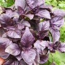 Super Seeds Excellent Smell Orchard Seeds Purple Basil Dark Opal 1000 Pcs