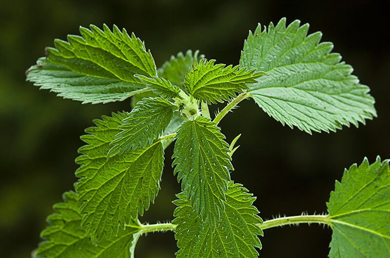 Super Seeds Urtica Urens Ortiga Medicinal 350 Pcs