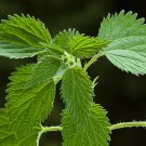 Super Seeds Urtica Urens Ortiga Medicinal 350 Pcs