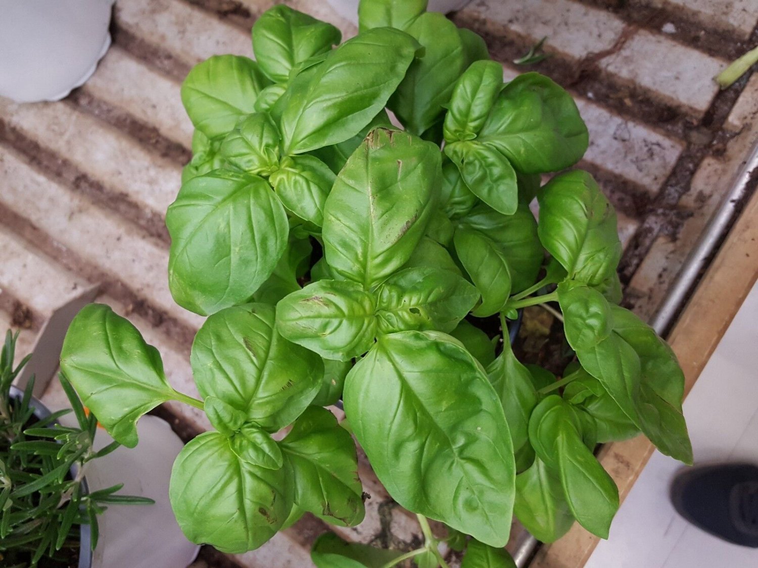 Super Seeds Basil Genovese Ocimum Basilicum Genovese 300 Pcs