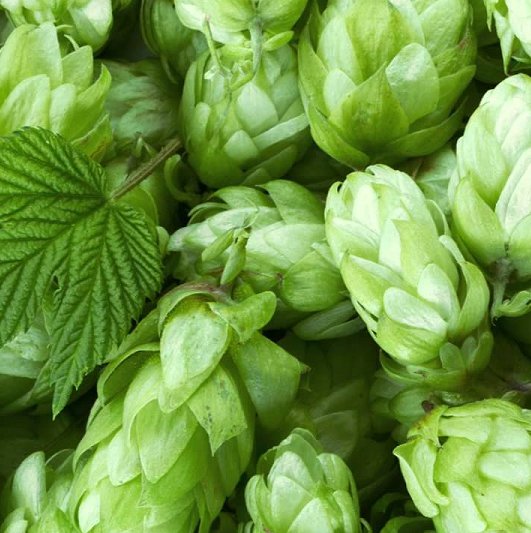 Super Seeds Humulus Lupulus Beer Lupulo 250 Pcs