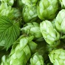 Super Seeds Humulus Lupulus Beer Lupulo 250 Pcs