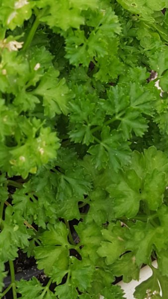 Super Seeds Salsa Parsley Persil Perejil 3200 Pcs