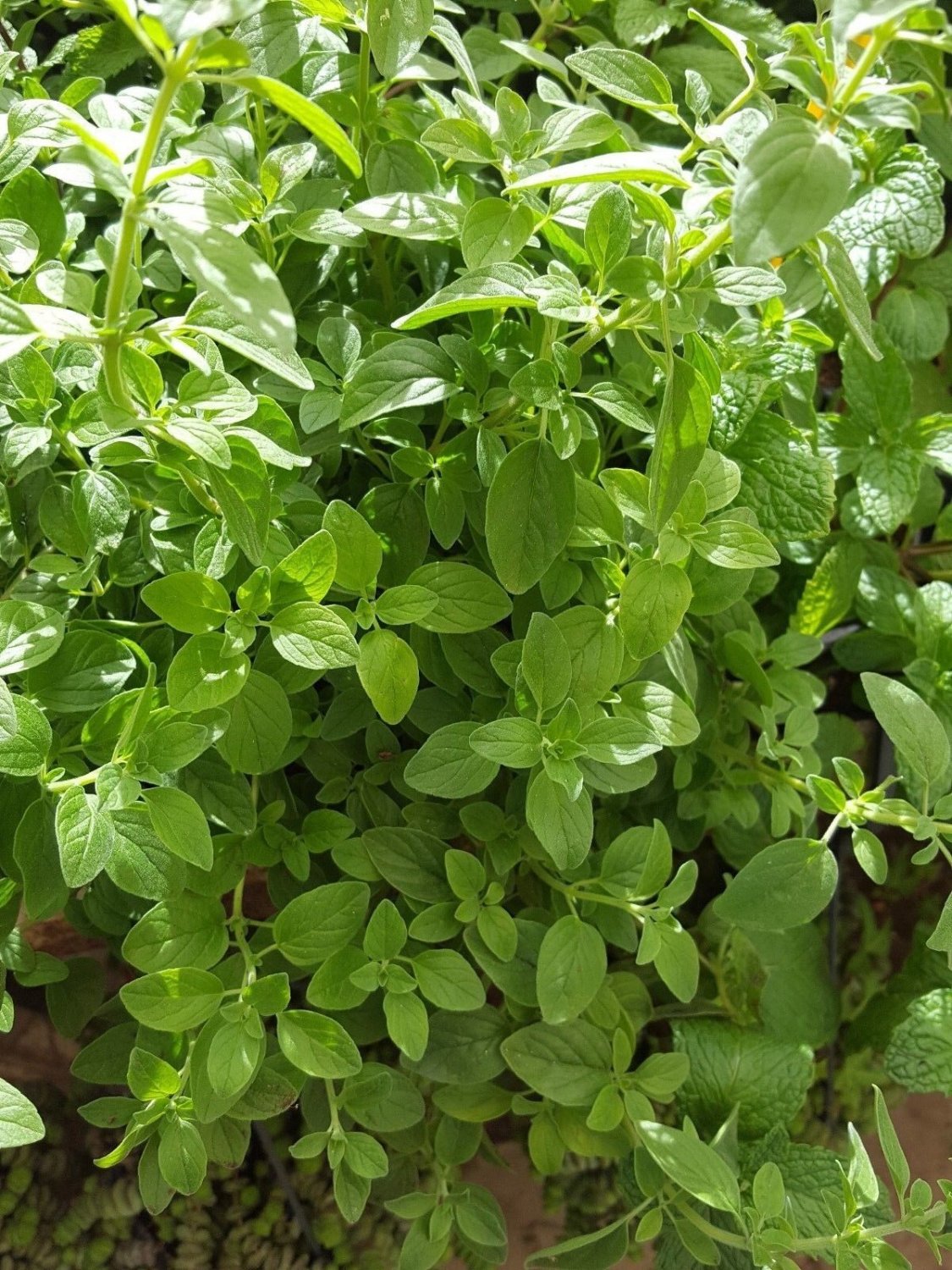 Super Seeds Origanum Majorana Marjorana 1000 Pcs