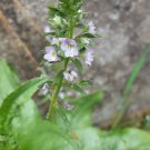 Super Seeds Heath Speedwell Veronica Officinalis Medicinal 200 Pcs