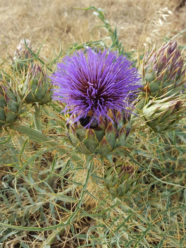 Super Seeds Sylibum Marianum Thistle Mariano Medicinal 200 Pcs