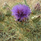 Super Seeds Sylibum Marianum Thistle Mariano Medicinal 200 Pcs