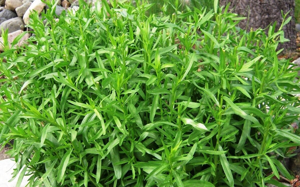 Super Seeds Artemisia Dracunculus Estragon 2000 Pcs