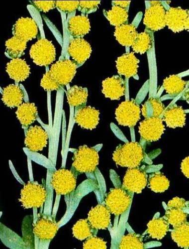 Super Seeds Ajenjo Artemisia Absinthium 2000 Pcs