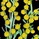 Super Seeds Ajenjo Artemisia Absinthium 2000 Pcs