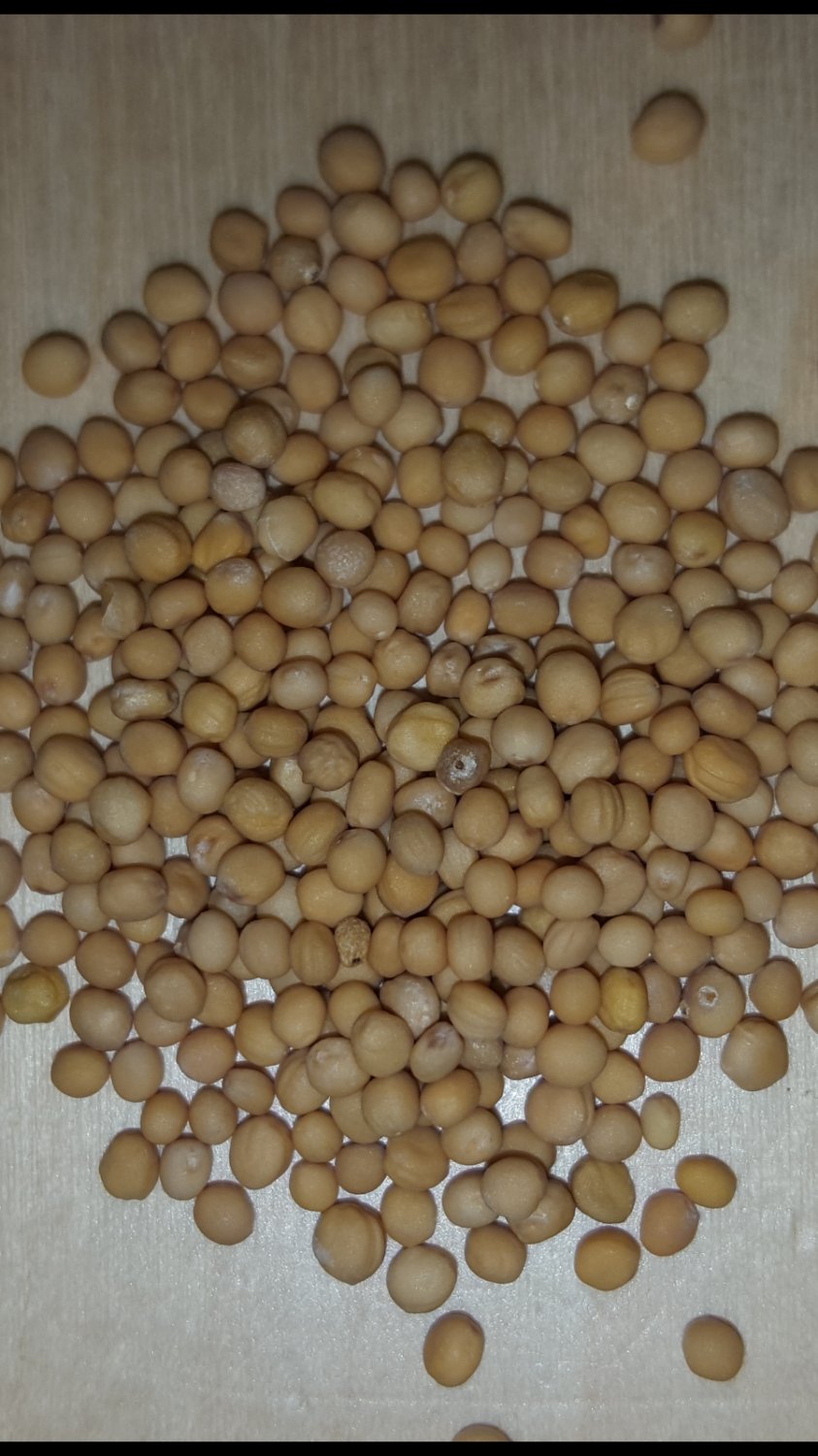 Super Seeds Sinapis Alba Mustard 300 Pcs Bio Ecological
