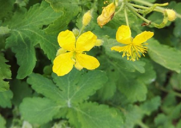 Super Seeds Celidonia Major Chelidonium Majus 250 Pcs