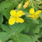 Super Seeds Celidonia Major Chelidonium Majus 250 Pcs