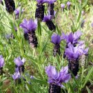 Super Seeds Lavender Lavandula Stoechas 330 Pcs
